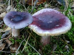 ganoderma-lucidum-pilz